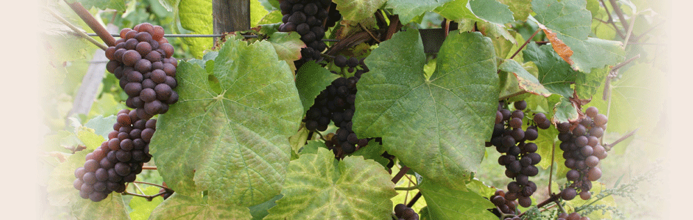 Nos vins